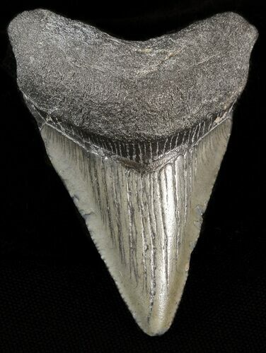 Bargain Megalodon Tooth - South Carolina #43621